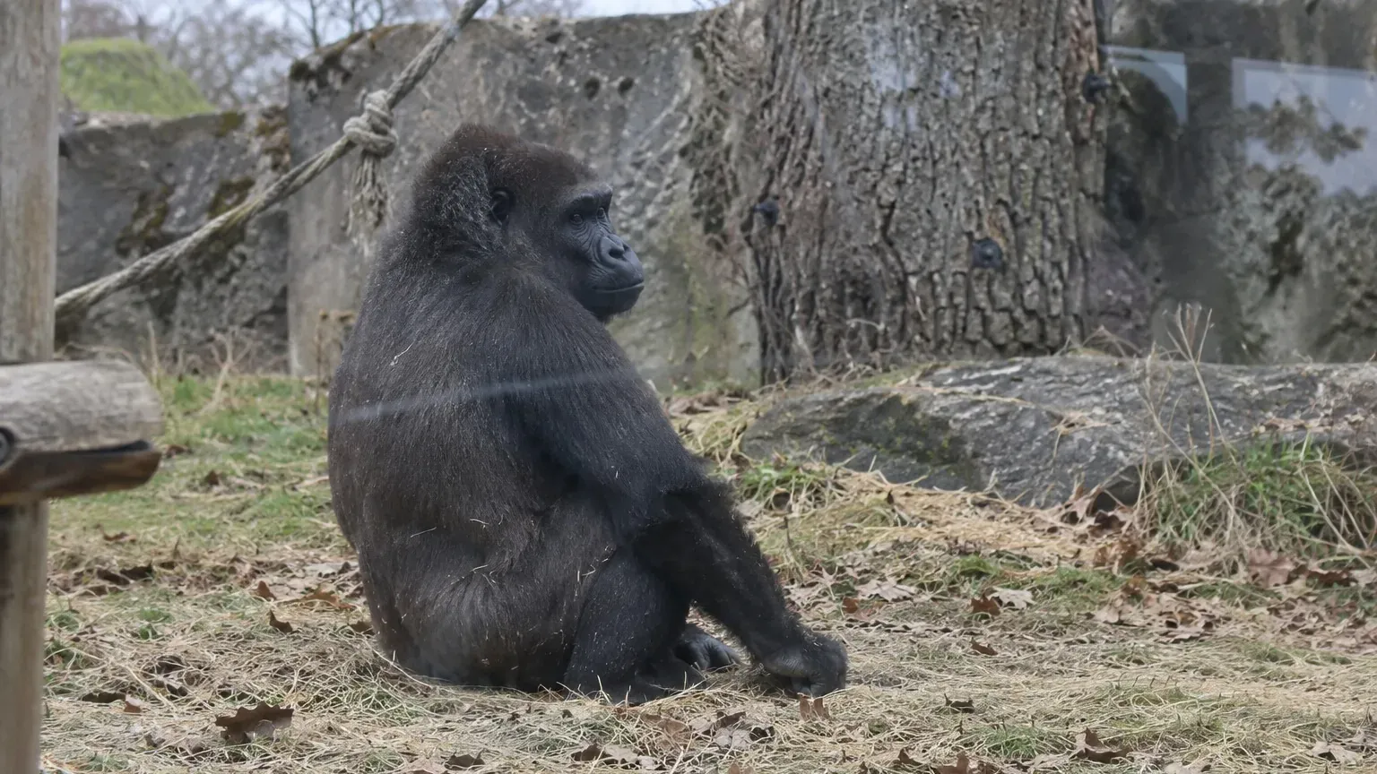 Jeune gorille mâle assis dans son enclos du zoo, observé à travers une vitre légèrement rayée